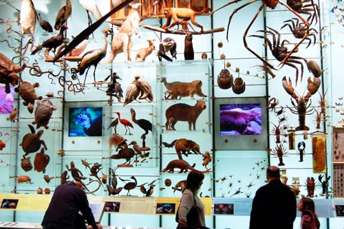 american-museum-of-natural-history